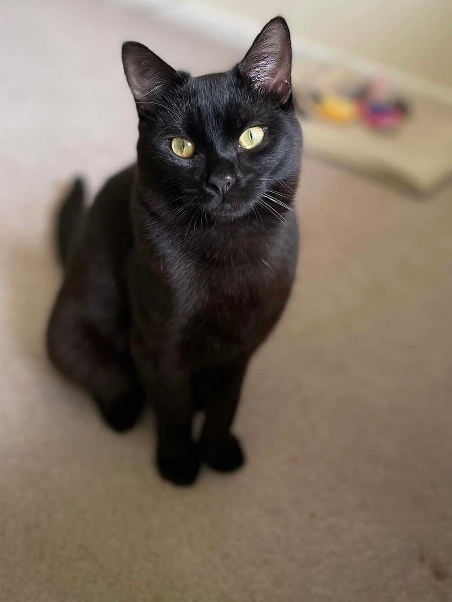 An ordinary phone photo of the pet in the Baroque Shadow portrait